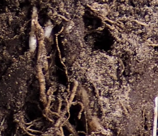 soil-550x475.jpg
